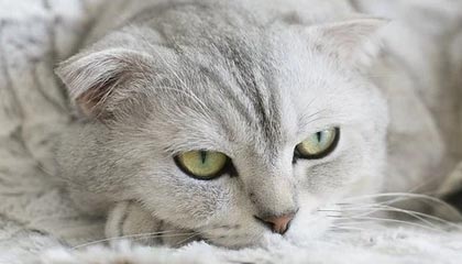 开云体育入口-【全运女足】王霜助攻王焱破门 联合队1比0胜陕西队